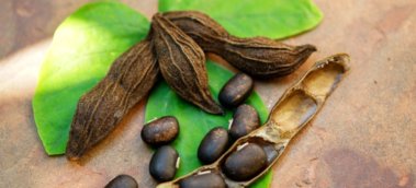 The Complete Guide to Mucuna Pruriens Supplements
