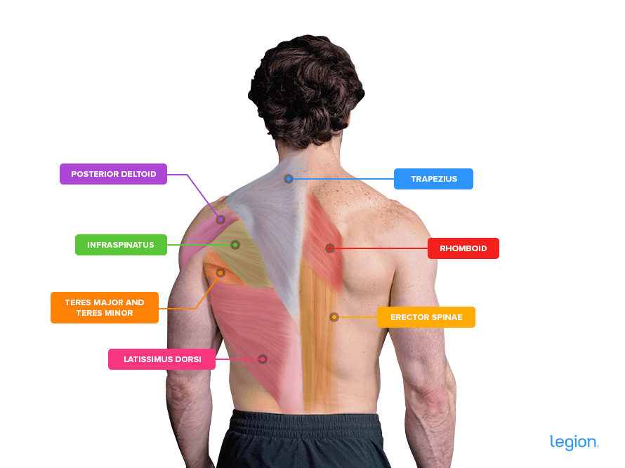 Dumbbell row muscles