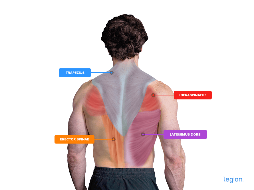 pull ups muscles worked diagram