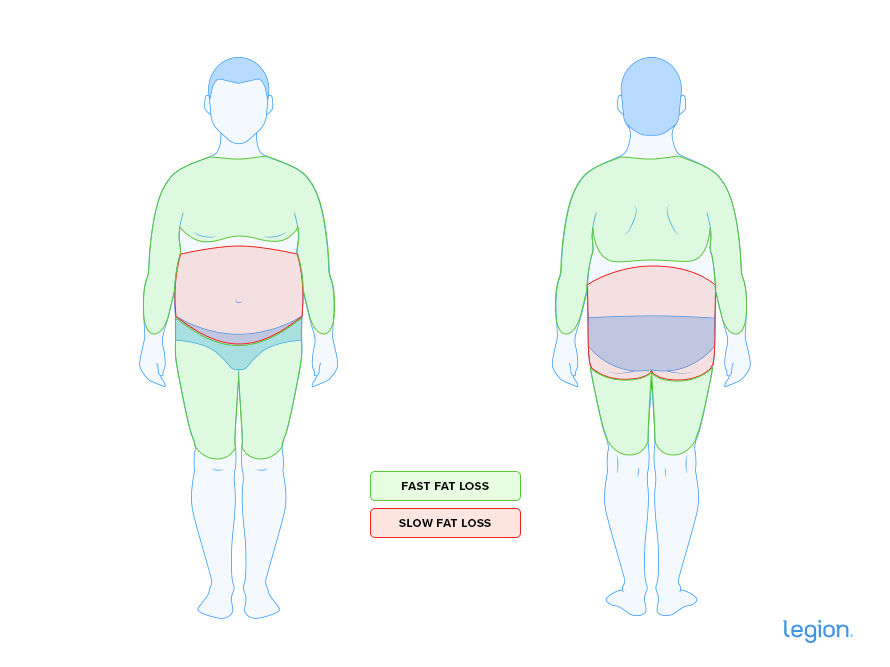 Fat Loss Stages: Where Do You Lose Weight First?