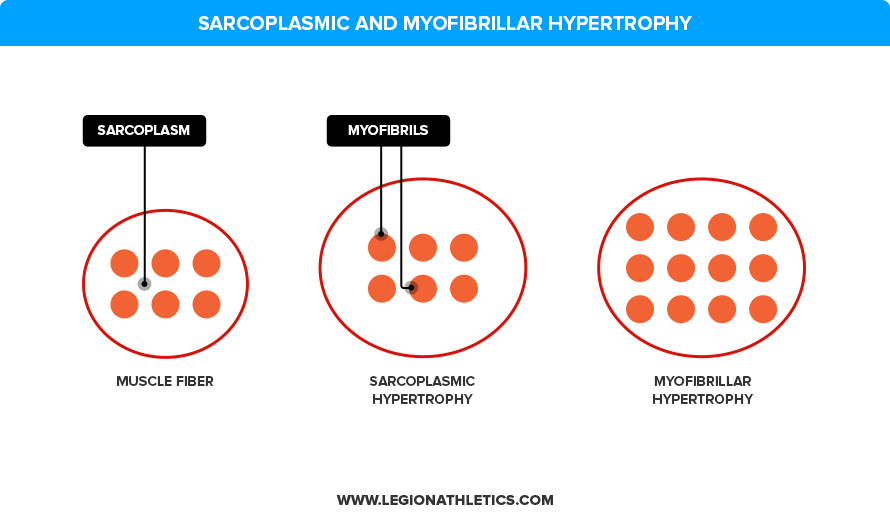 Muscular hypertrophy: Definition, causes, and how to achieve it