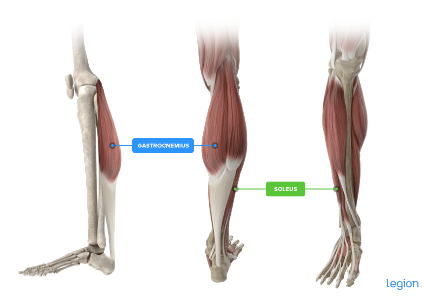 Calf Muscles anatomy