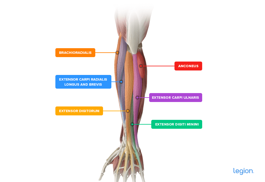 Outer Forearm-Muscles-2
