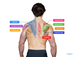 How to Do the Face Pull: Benefits, Form, & Alternatives | Legion