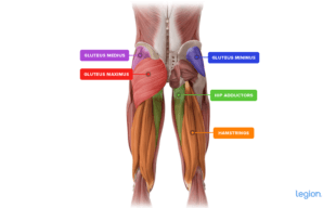 How to Do the Glute Bridge: Form, Benefits, and Variations | Legion