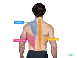 How To Front Squat: Form, Benefits & Alternatives 