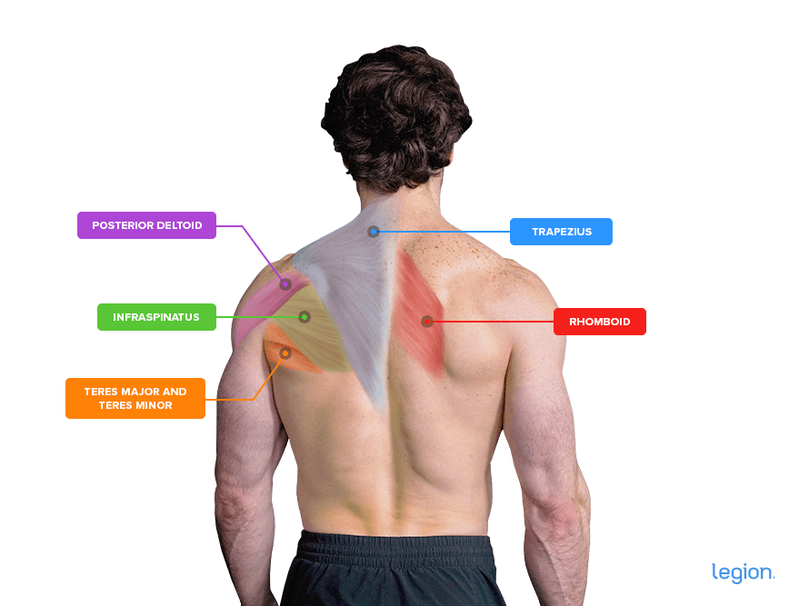 Back-Muscles-v3-2