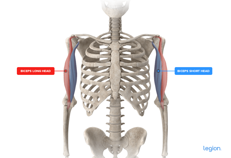 Biceps Anatomy