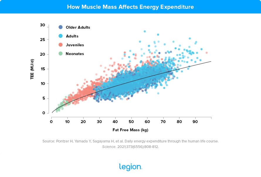 How-Muscle-Mass-Affects-Energy-Expenditure