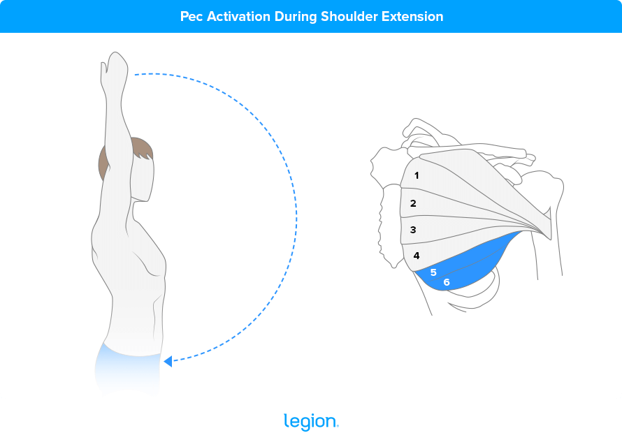 Upper & Lower Chest exercises @sionmonty  Lower chest workout, Best  at home workout, Chest workouts