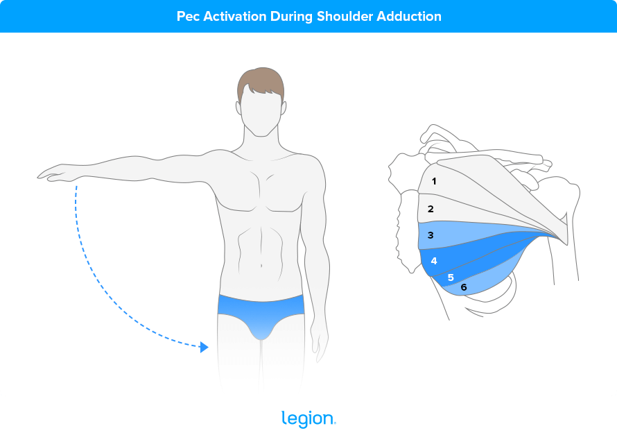 Upper & Lower Chest exercises @sionmonty