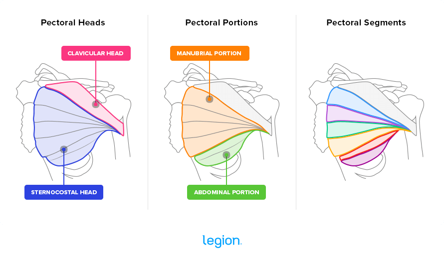 pectoralis-major-muscle