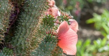 Should You Take Hoodia to Lose Weight? What Science Says