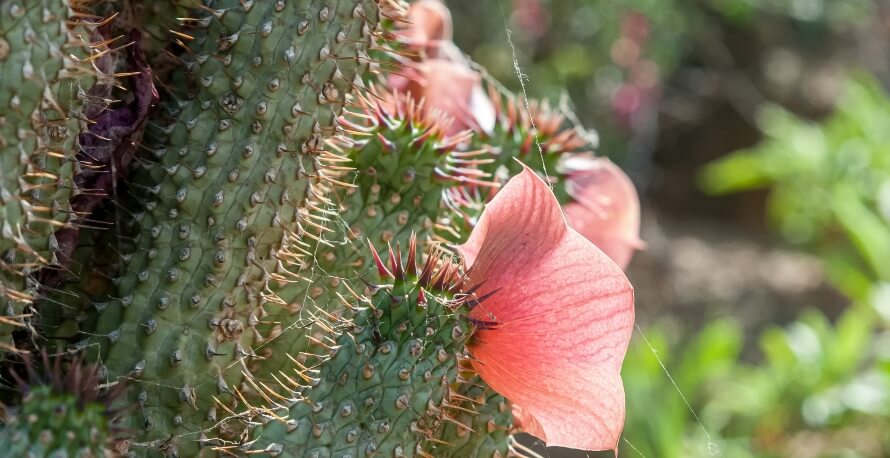 Does Hoodia Increase Fats Loss? What Science Says