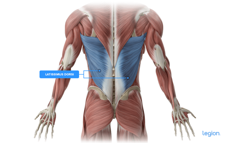 The 11 Best Lat Exercises: Developing Muscular Lats | Legion