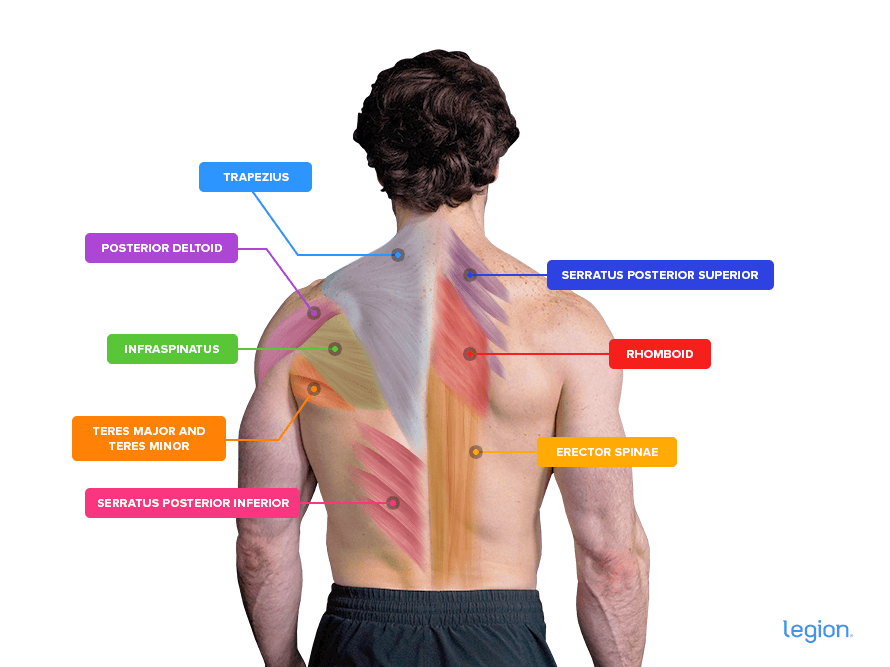 Anatomy of the Upper Back Muscles