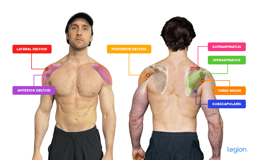Shoulder + Rotator Cuff anatomy