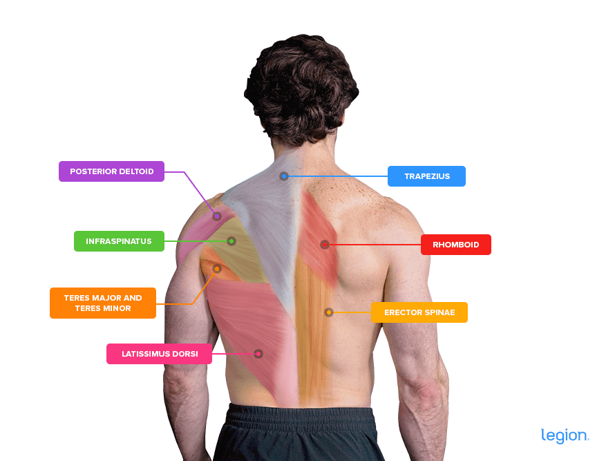 Back Muscles (Anatomy)