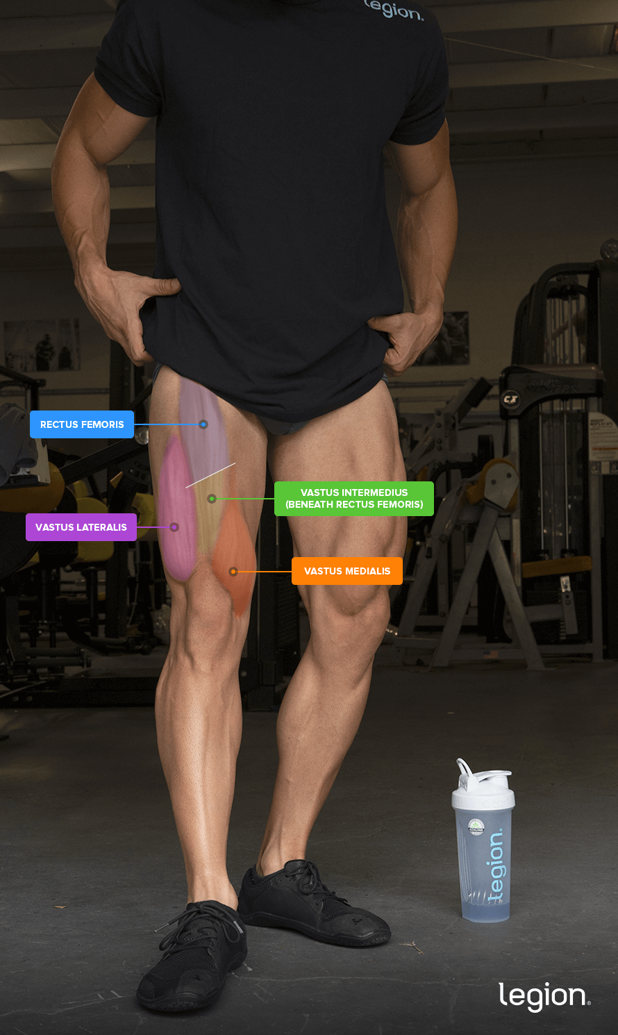 The four quadriceps muscles labeled on the front of the thigh