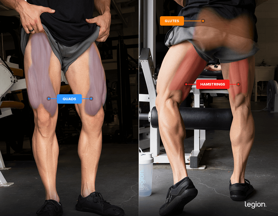 Zercher Squat Leg Muscles Worked