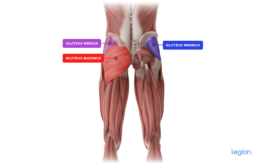 Glute Anatomy