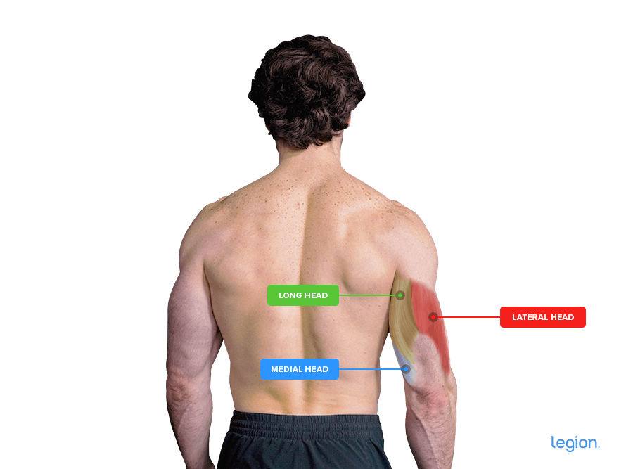 Triceps anatomy