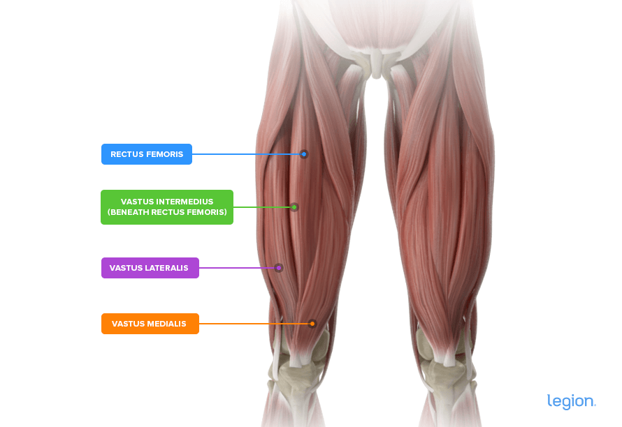 Quad muscles workout sale