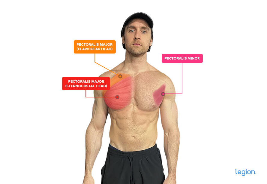 Pec Anatomy (with Pec Minor)