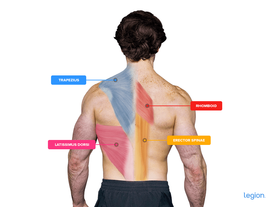 Zercher Squat Back Muscles Worked