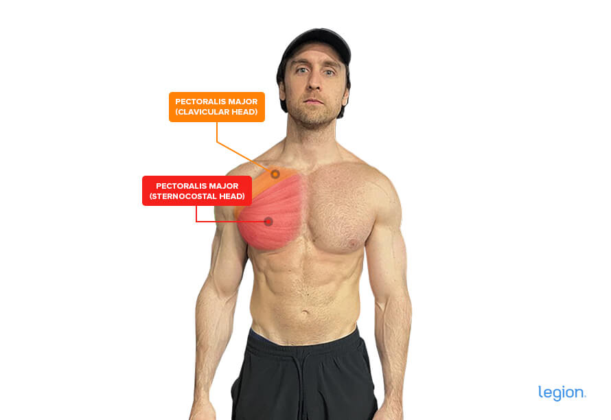 upper chest exercises