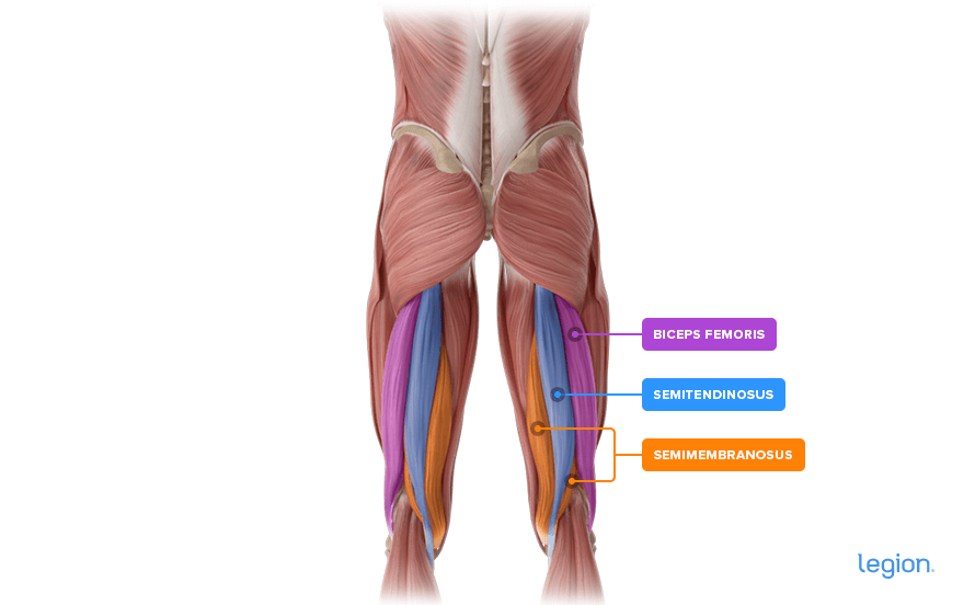 Hamstring Anatomy