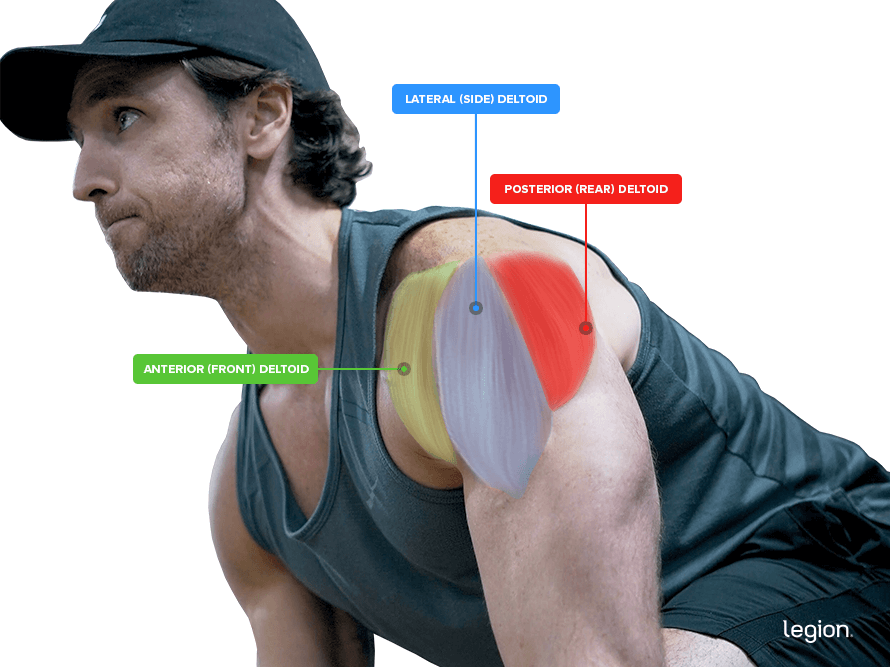 back and shoulder muscles #2