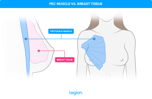 Pec Muscles vs. Breast Tissue