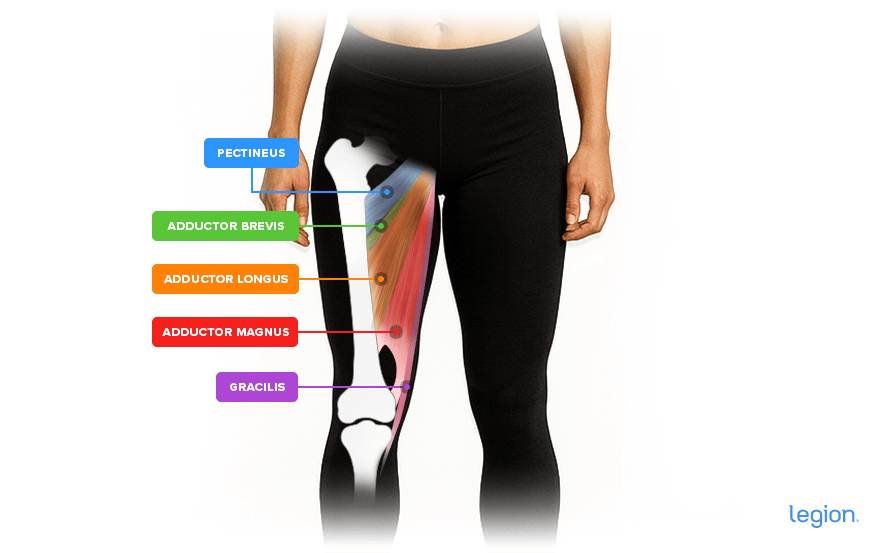 Labeled diagram showing the inner thigh muscles.