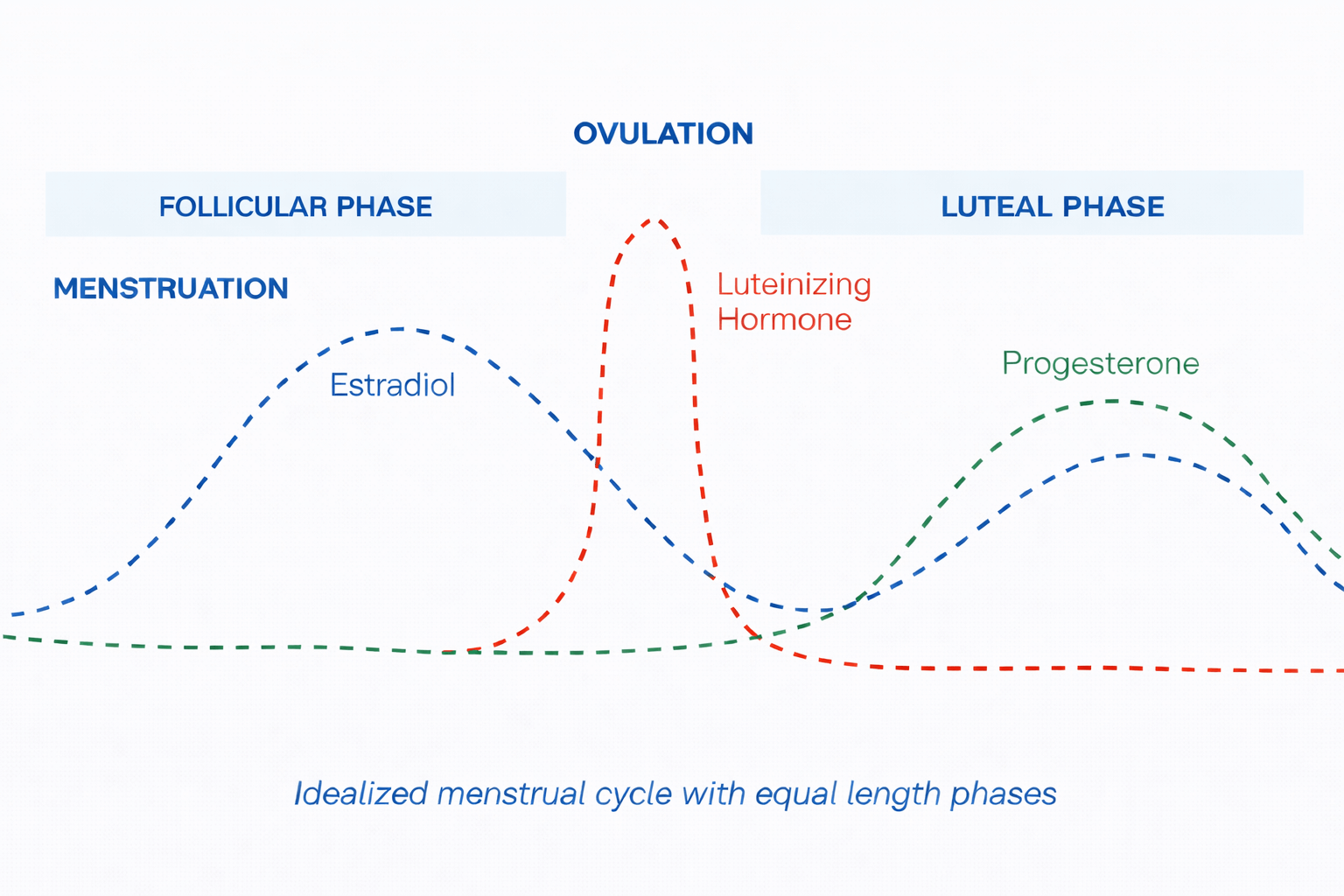 Graph showing estrogen and progesterone changes across the menstrual cycle, often used in cycle syncing workouts
