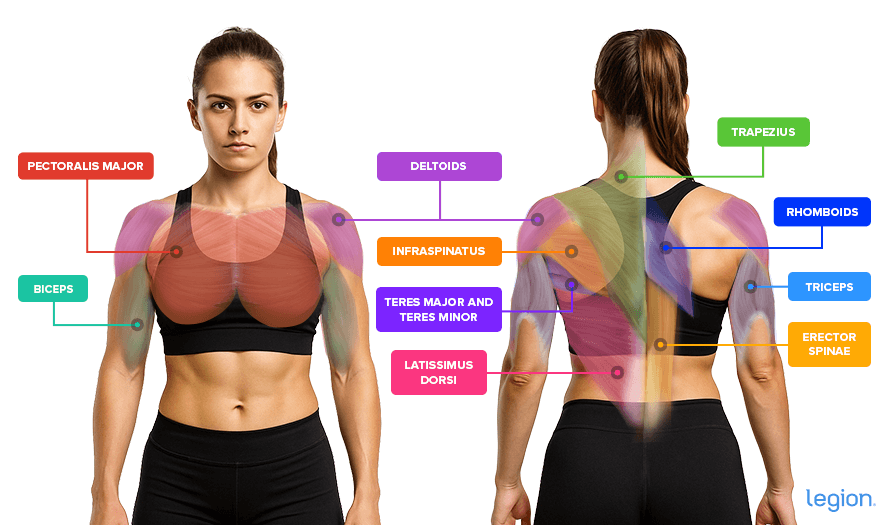 Upper Body Workouts for Women Muscles