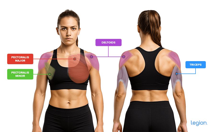 Chest Workout for Women Muscles Worked