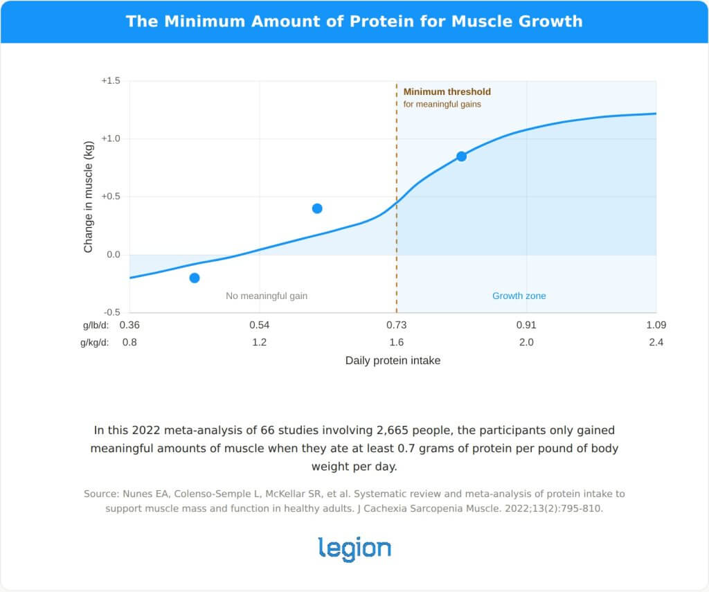 The Minimum Amount of Protein for Muscle Growth