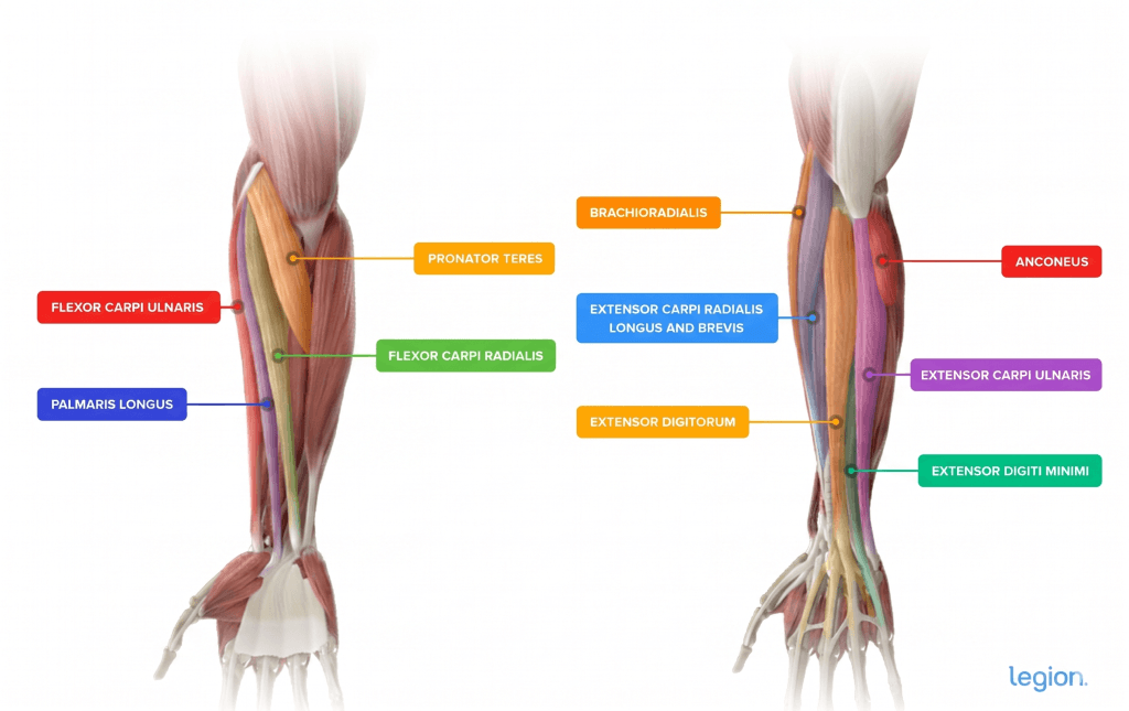 Inner and Outer Forearm Muscles