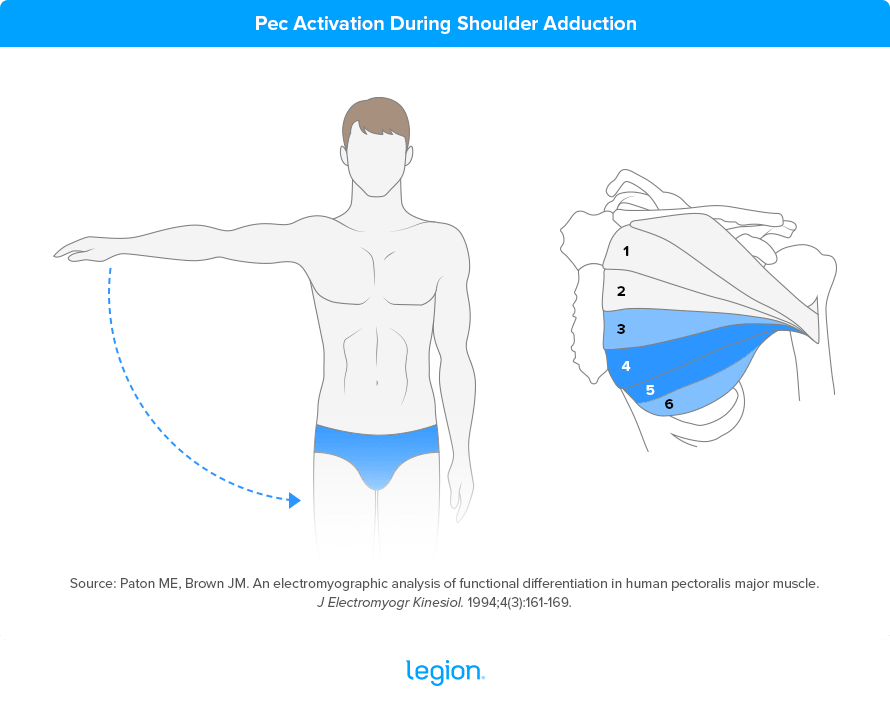 Pec Activation during Shoulder Adduction