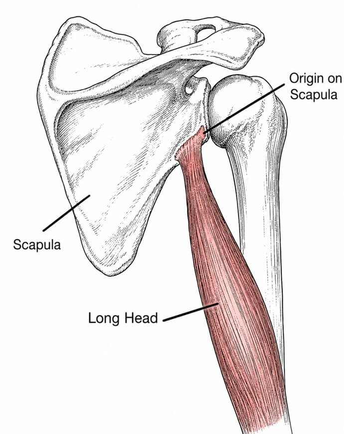 long head of triceps