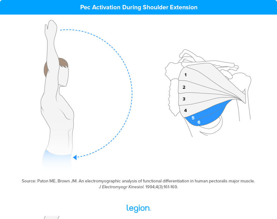 Pec Activation during Shoulder Extension