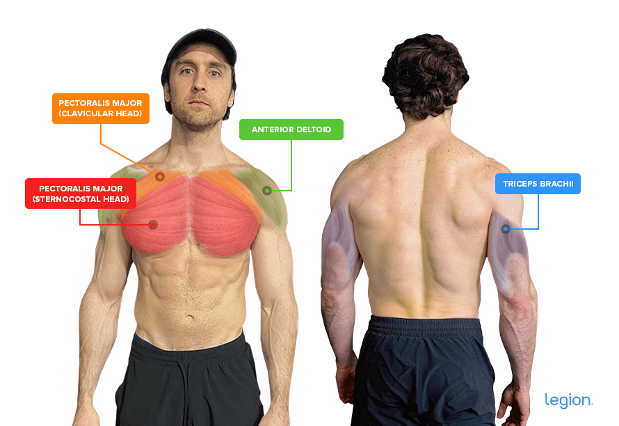 Dumbbell bench press muscles worked: pectoralis major, anterior deltoid, and triceps brachii