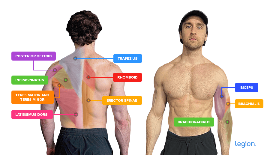 Close-grip lat pulldown anatomy: back muscles and elbow flexors