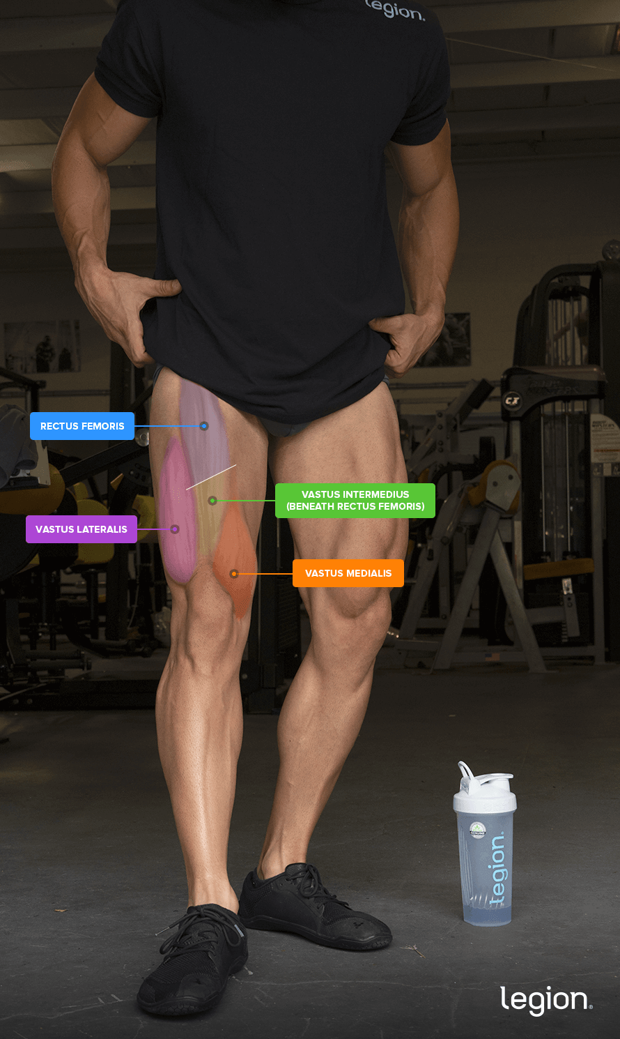 Quadriceps anatomy showing the rectus femoris, vastus lateralis, vastus medialis, and vastus intermedius beneath the rectus femoris.