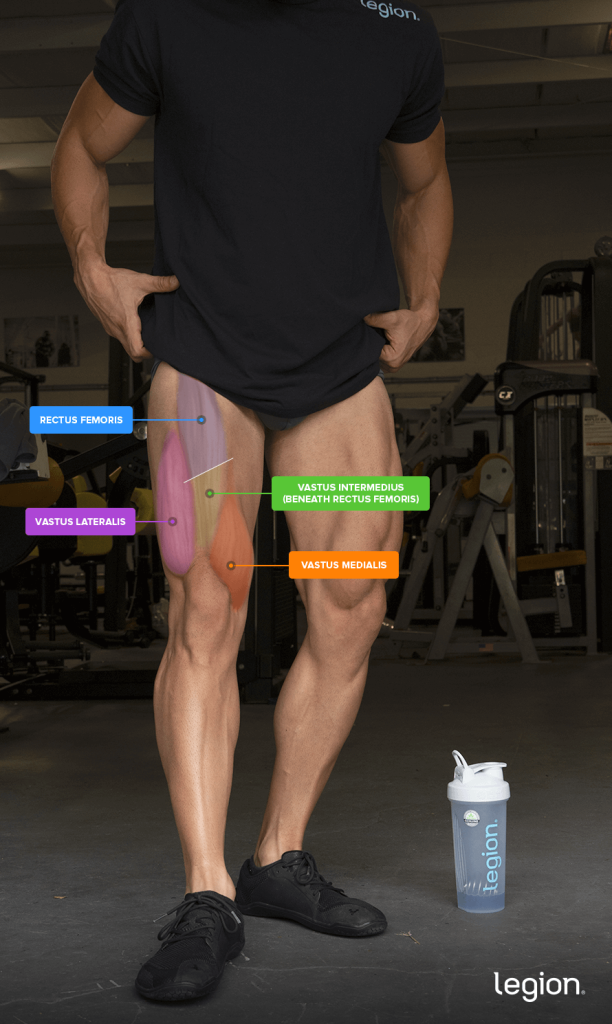 Quadriceps anatomy showing the rectus femoris, vastus lateralis, vastus medialis, and vastus intermedius beneath the rectus femoris.